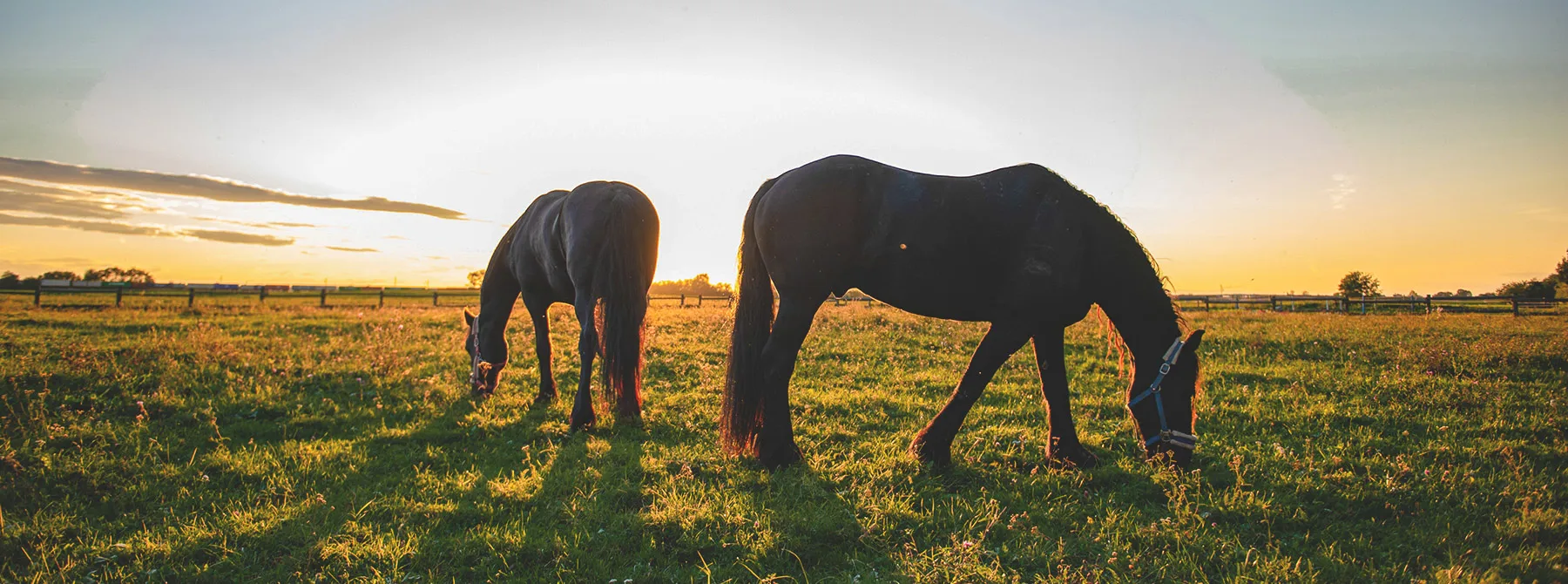 Horses grazing in field