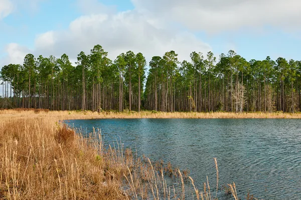 Brandy Branch Lot 2 Pond 1