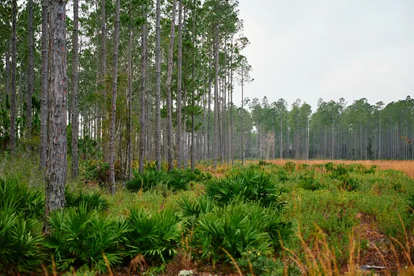 Brandy Branch Lot 3 Trees