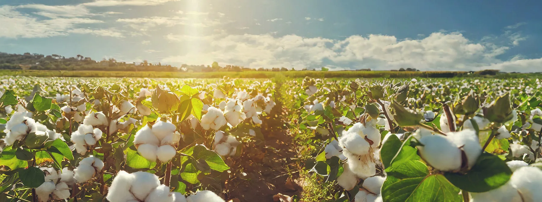Young pecan tree orchard