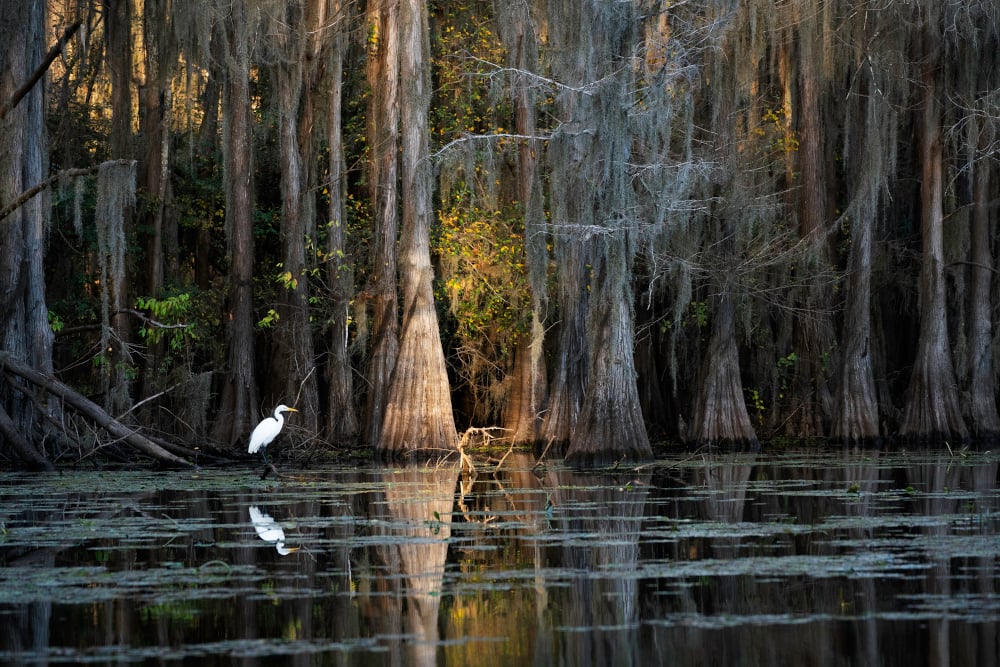 Why Calcasieu Parish is Calling You Home to a Simpler, Rural Life