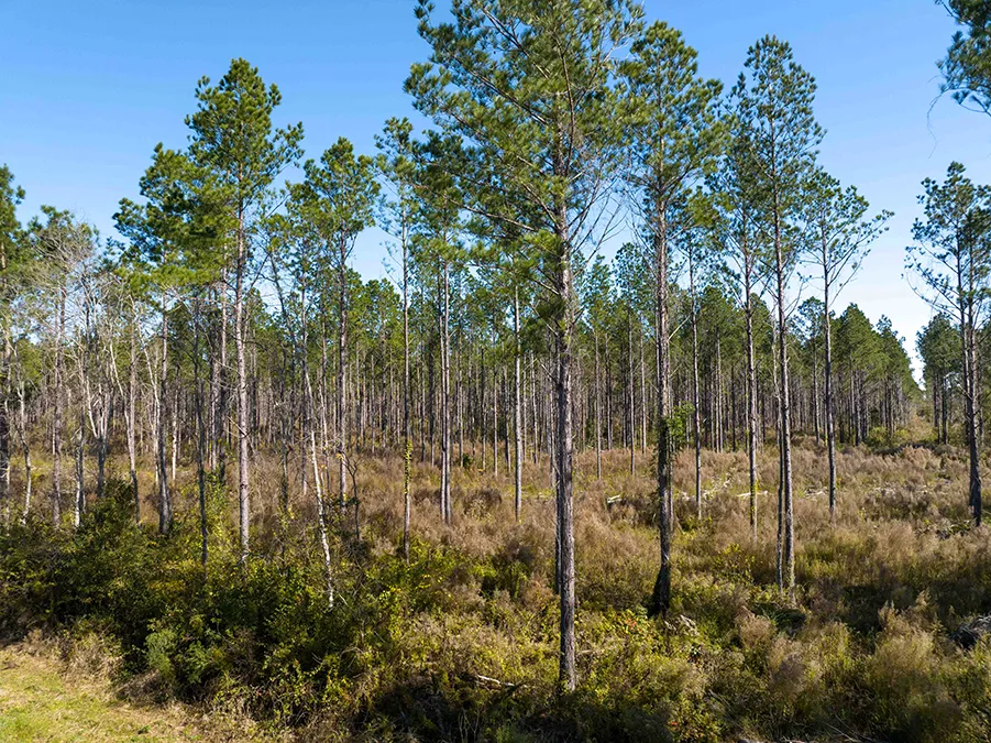 Gander Way Jeff Davis LA 17