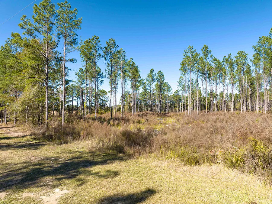 Gander Way Jeff Davis LA 25