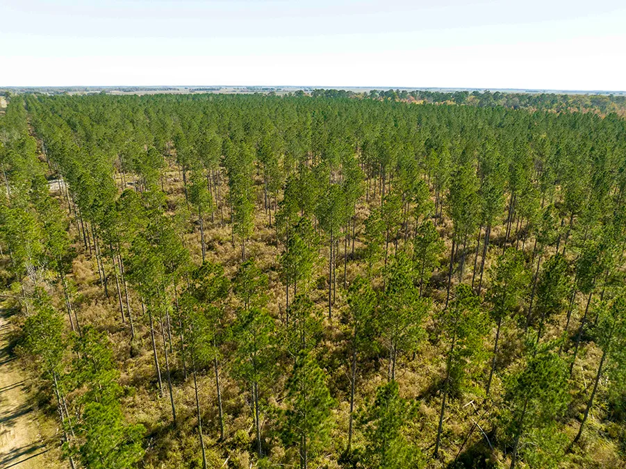 Gander Way Jeff Davis LA 5