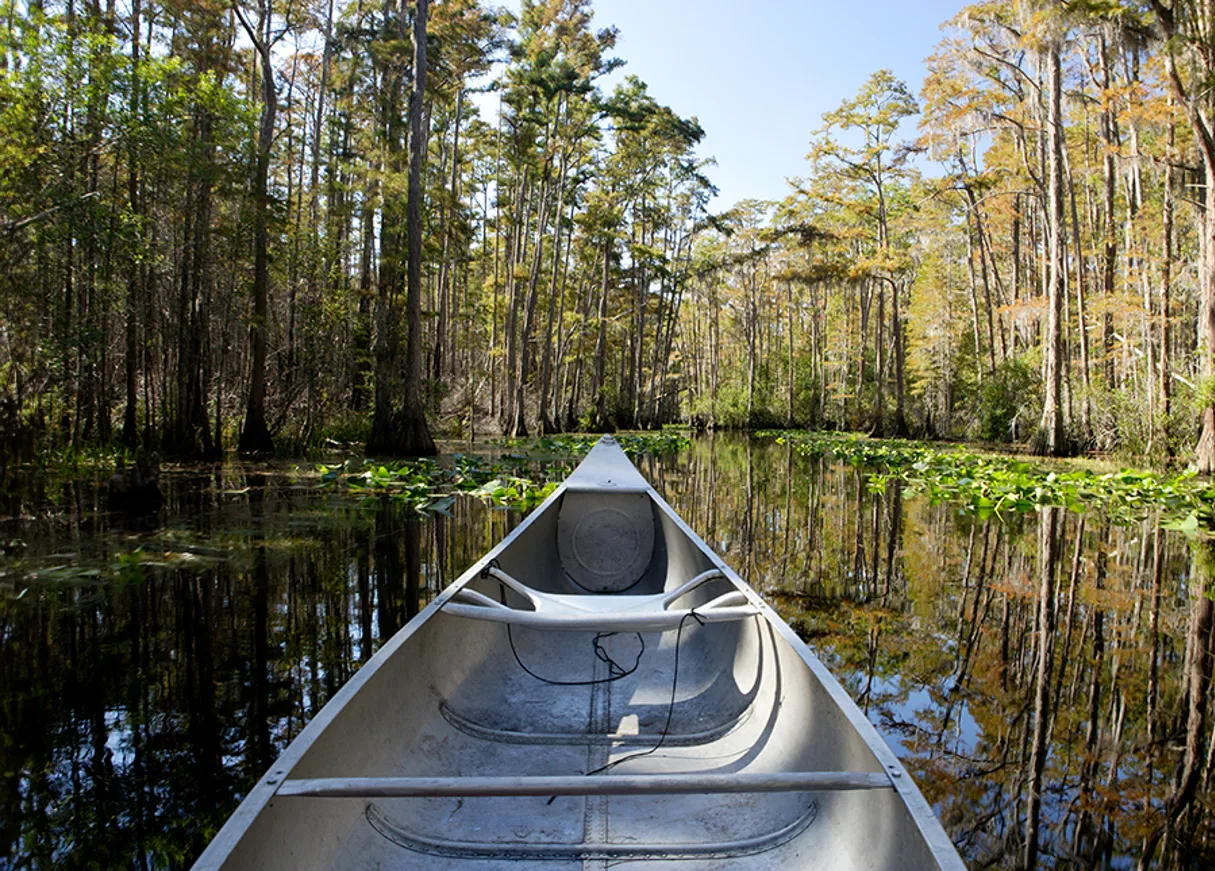 Georgia Okefenokee Swamp Square