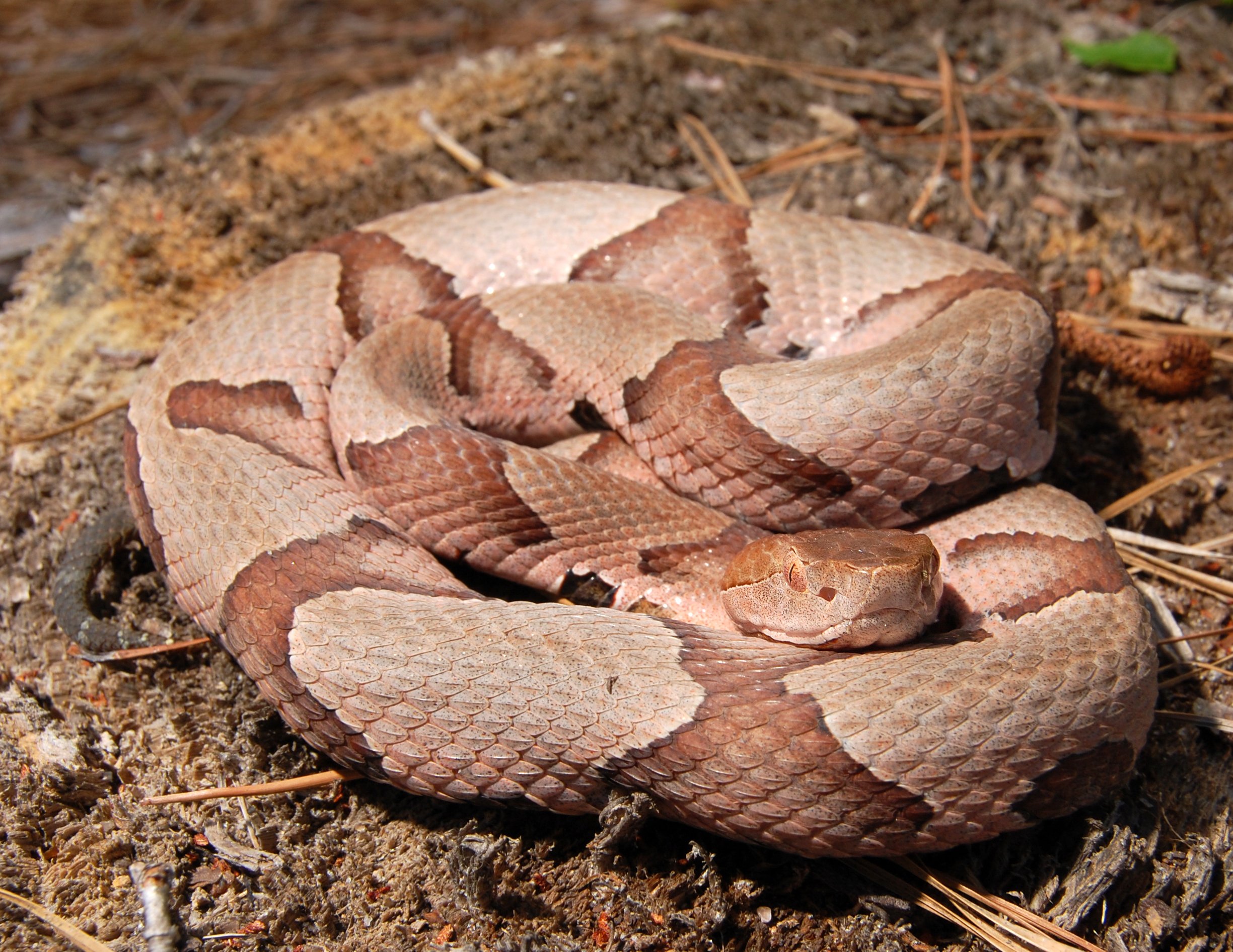 A Newcomer’s Guide to Venomous Snakes of the Southeast