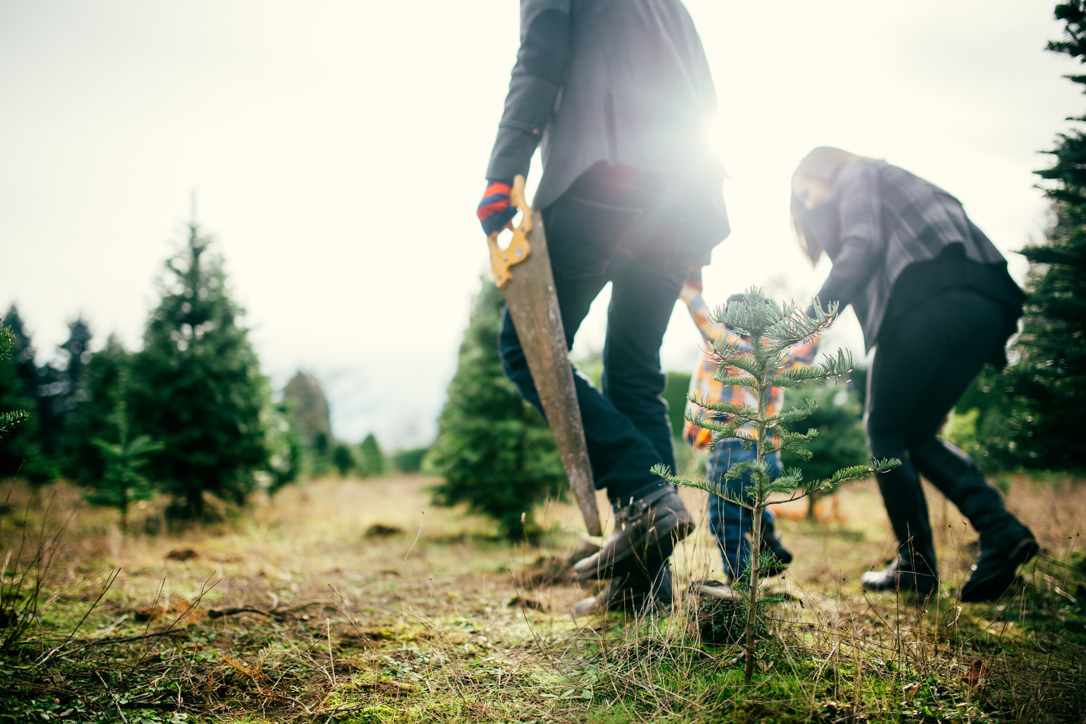 12 Christmas tree farms in the south