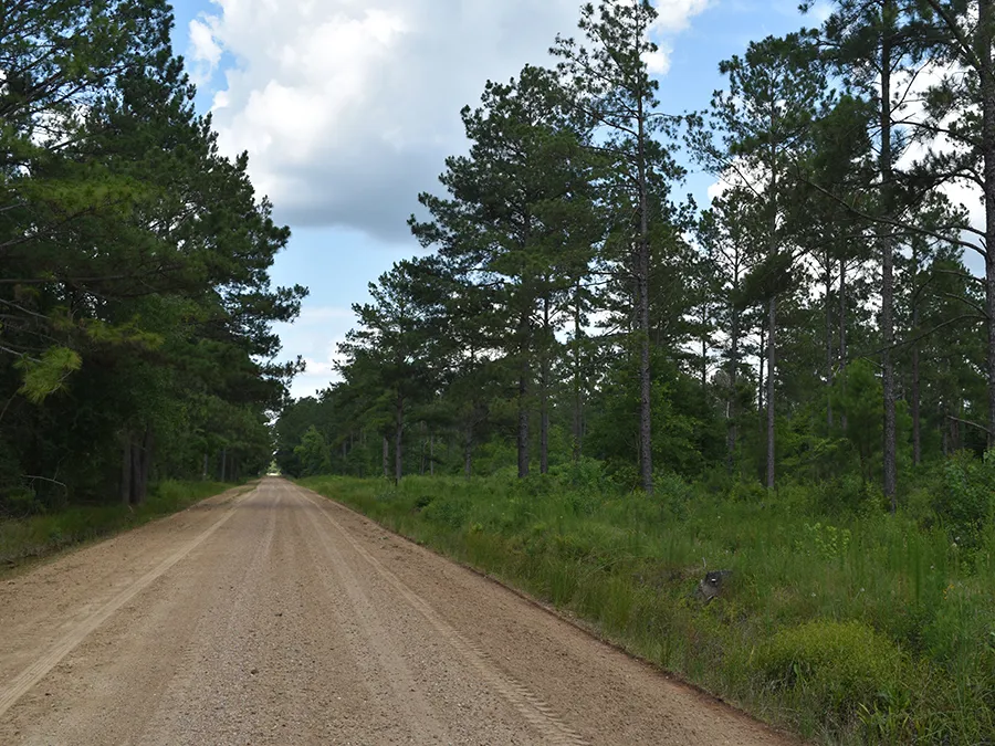 Hidden Forest Featured