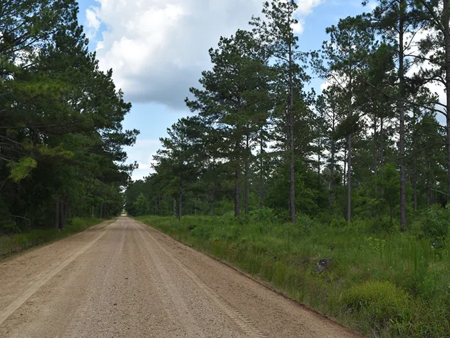 Hidden Forest Featured