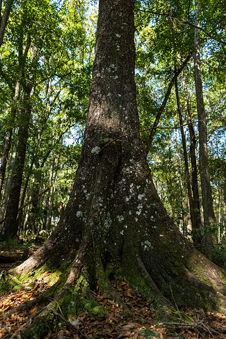 Sandy Oaks Tree Trunk