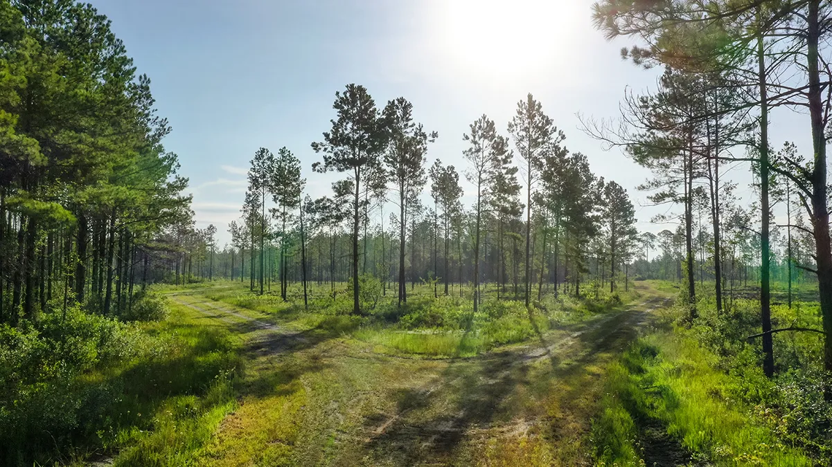 Stave Branch Property 2