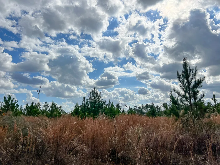 Walker Preserve Field 2