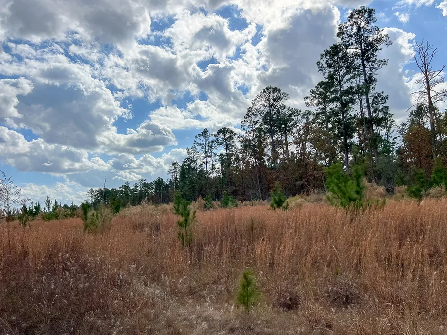 Walker Preserve Field 3