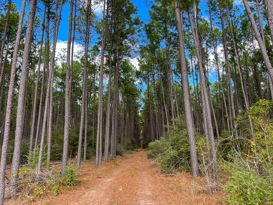 Walker Preserve Trail