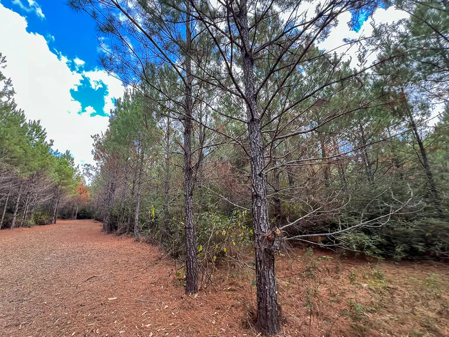 Walker Preserve Trail 4